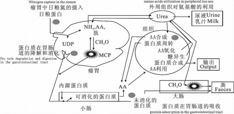 日糧中添加 NCG 對荷斯坦公牛氮營養(yǎng)素利用的影響（上）